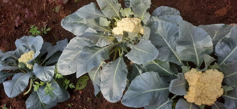 പ്രമാണം:Adukkalayilekku oozham kathu.jpeg