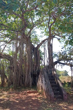 Banyan Tree.jpeg