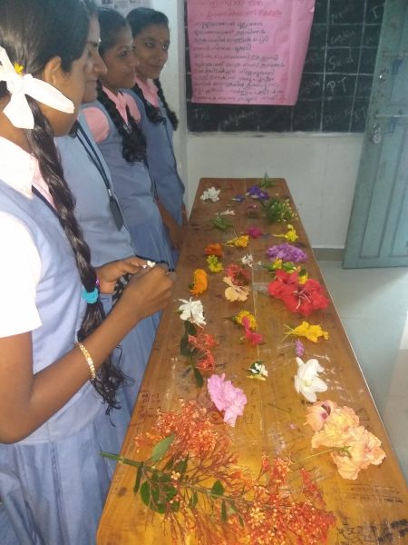 പ്രമാണം:Nadan pookkallll.jpg