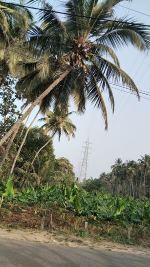 24616 endegramam banana cultivation.jpg