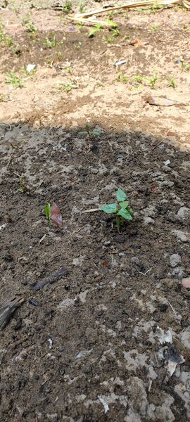 പ്രമാണം:25071 nss10.jpg