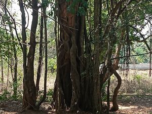 48050 VNB BIG TREES .jpg