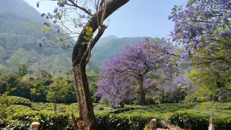 പ്രമാണം:Image 2024-04-20 at 1.23.55 PM.jpg