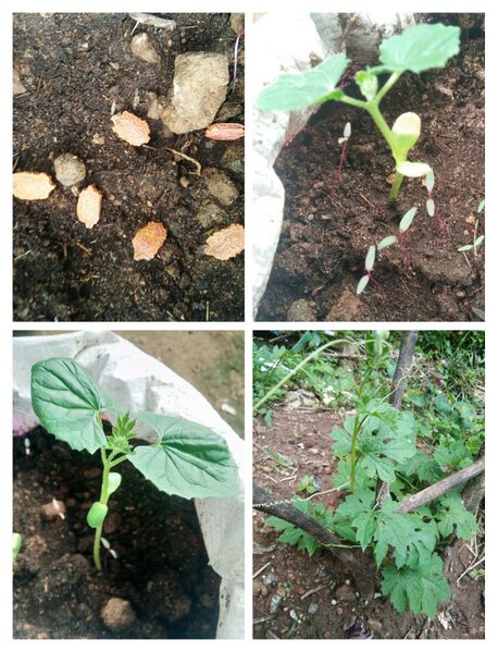 പ്രമാണം:Vegetable garden1.jpg