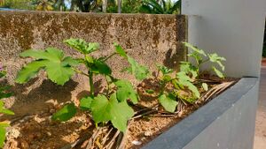 Ylm Vegetable garden 1.jpg