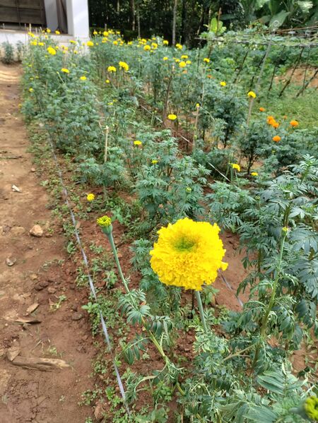 പ്രമാണം:27219 school garden1.jpg