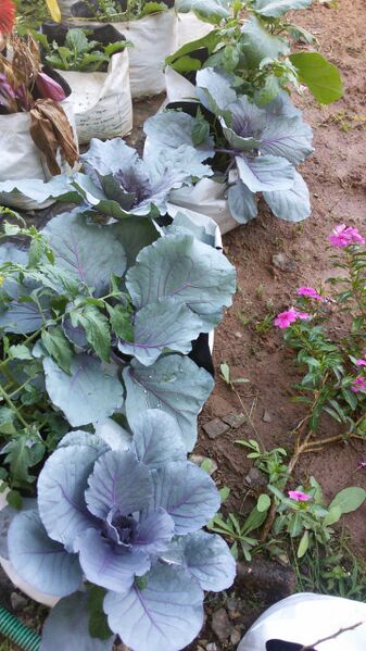 പ്രമാണം:30014 VEGETABLE3.jpg