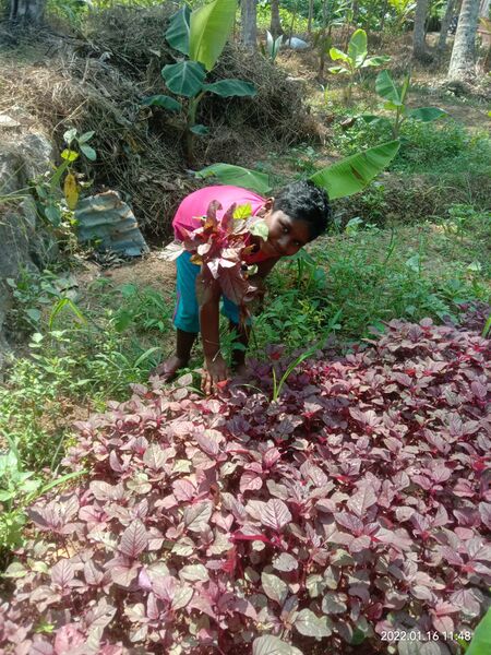 പ്രമാണം:44028 155.jpg