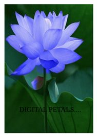 Digital Petals ---- ഗവ.എച്ച്.എസ്.എസ് വെച്ചൂച്ചിറ കോളനി