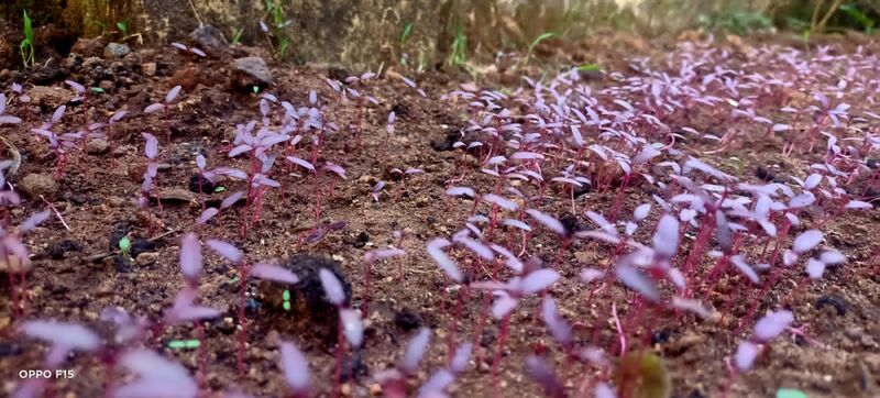 പ്രമാണം:44050 22 3 6.jpeg