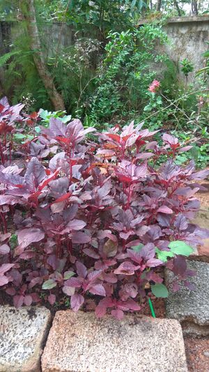 IMG 20170511 090057.jpg