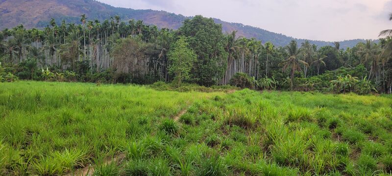 പ്രമാണം:18332 entegramam greenery.jpg
