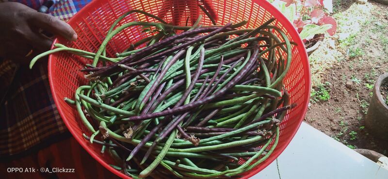 പ്രമാണം:25461-vegetable garden 2.jpeg