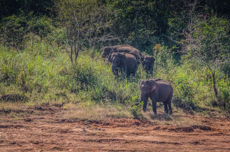 പ്രമാണം:30446 wild life.jpg
