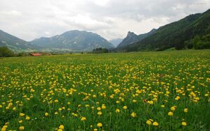 Field-grass-mountain-flower.jpg