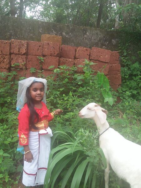 പ്രമാണം:19354 pathummayude aadu.jpeg