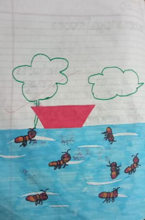 19864 mlp Muhammed Nizal.jpg