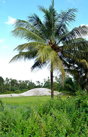 375px-Silica Sand.jpg