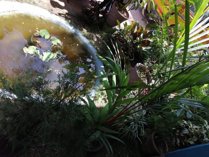 പ്രമാണം:42021 garden3.jpg