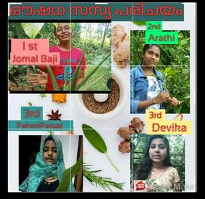 47040.medicinal plants.jpeg