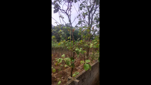 48478 Kattumunda Agriculture.png