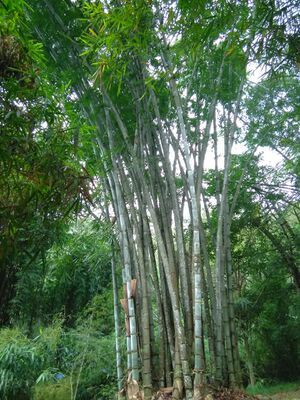 WhatsApp Image 2018-11-19 at 6.41.22 PM.jpeg