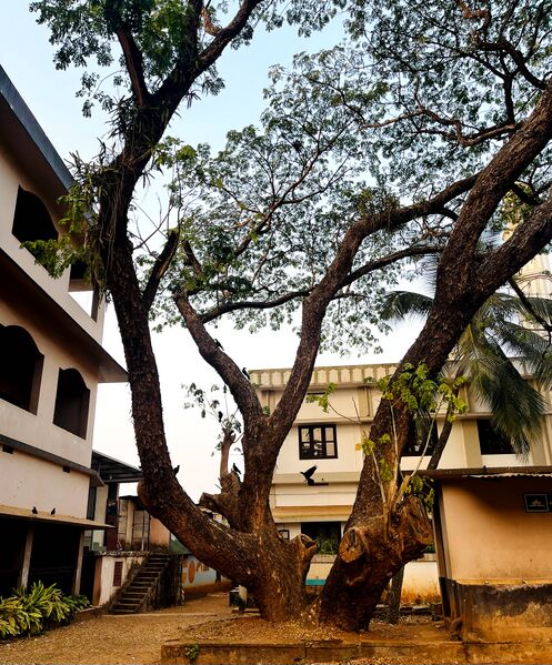 പ്രമാണം:18673 thanal marangal2.jpg