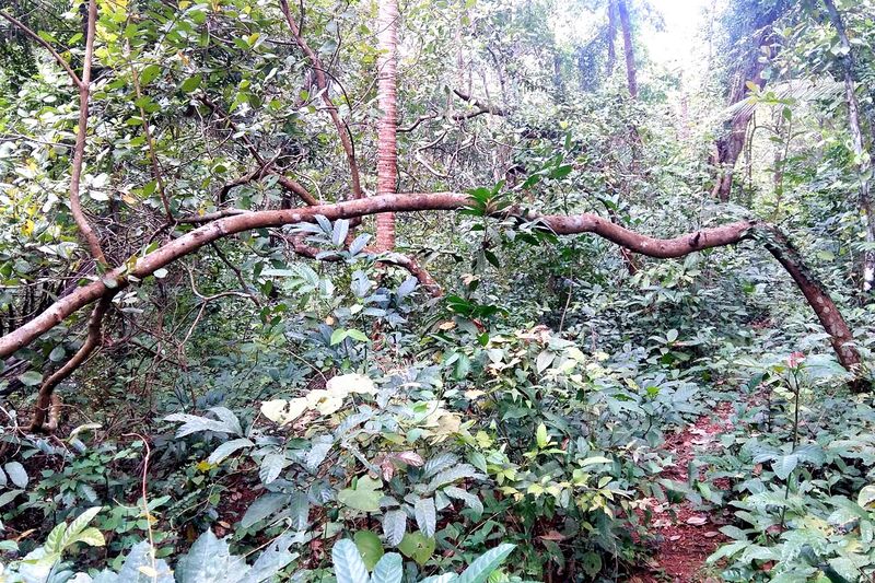 പ്രമാണം:20161112 111256ebasvgb.jpg