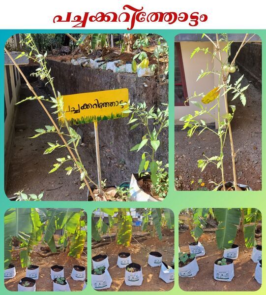 പ്രമാണം:24304 veg garden.jpg