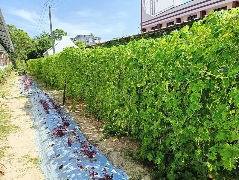 പ്രമാണം:34046 veg6.jpg