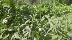 15054 vegetable garden.jpg