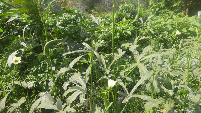 പ്രമാണം:15054 vegetable garden.jpg