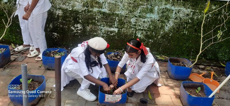 പ്രമാണം:23043 environmentday2025 plant.jpg