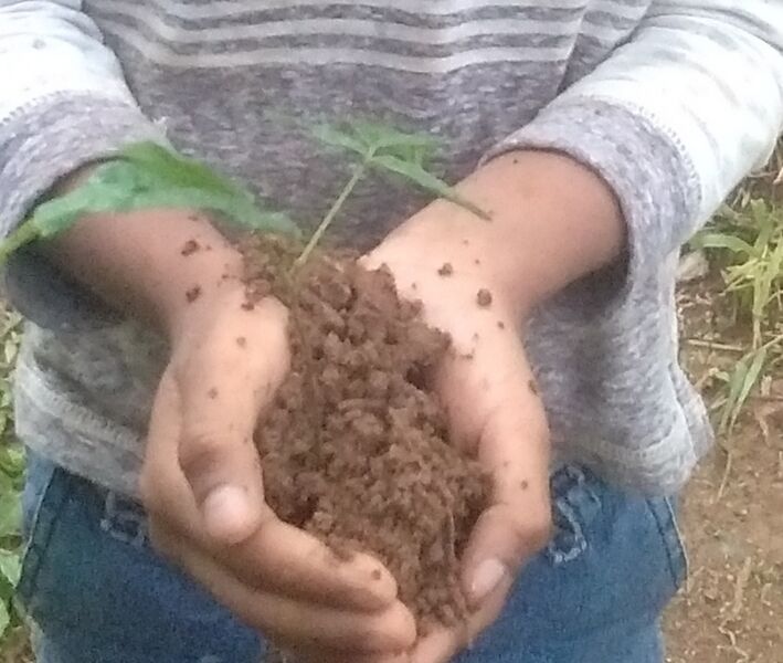 പ്രമാണം:29411 EnvironmentDay4.jpeg