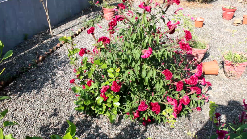 പ്രമാണം:Screenshot from 2022-01-28 15-06-24.png