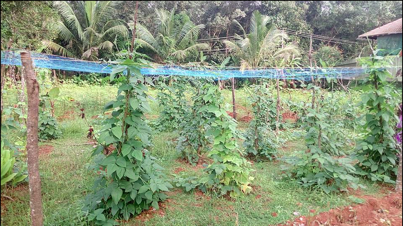 പ്രമാണം:31207 36.png