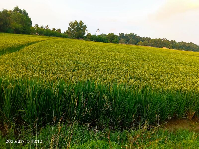 പ്രമാണം:41093.Paddy field.JPG