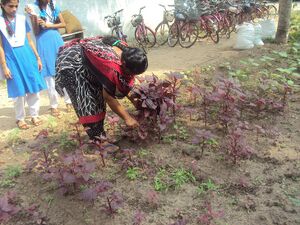 Jaivakrishi 14 35052 (5).JPG