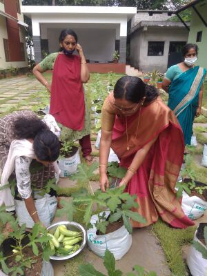 Vegetable harvesting.jpeg