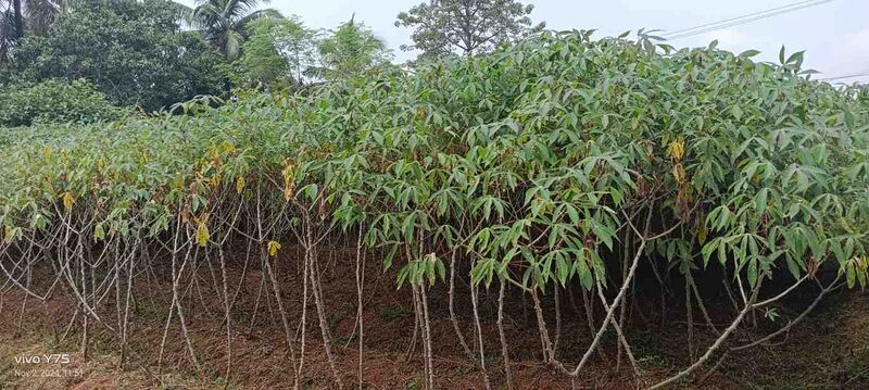 പ്രമാണം:Kappa cultivation.jpg