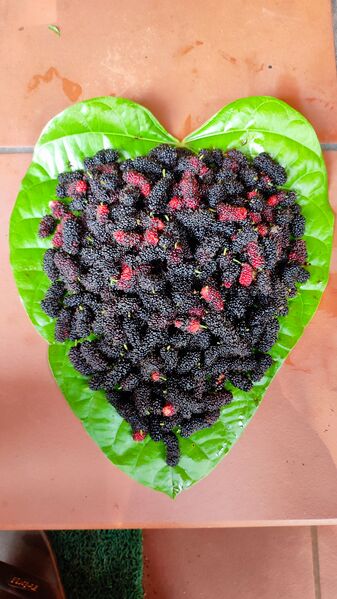 പ്രമാണം:47021 n.jpg