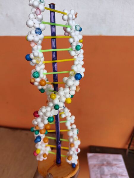 പ്രമാണം:DNA 3.jpg