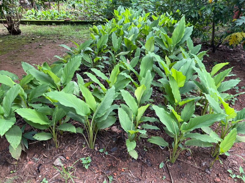 പ്രമാണം:Ginger Garden SMS.jpg
