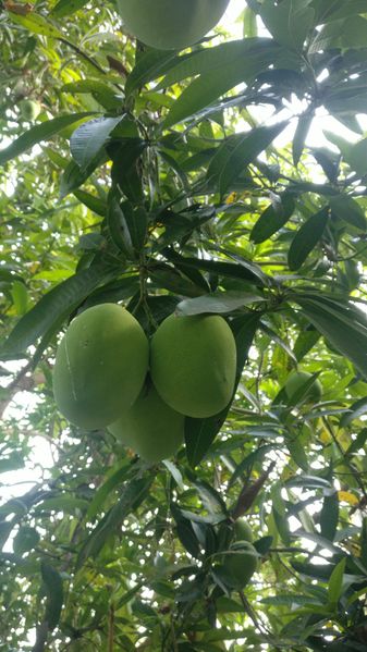 പ്രമാണം:IMG 20190517 171439.jpg