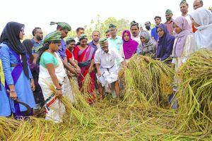 കൊയ്ത്തുത്സവം മന്ത്രി കടന്നപ്പള്ളി രാമചന്ദ്രൻ നിർവഹിക്കുന്നു കൊയ്ത്തുത്സവം