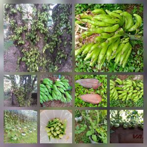 37268 jaiva krishi.jpeg