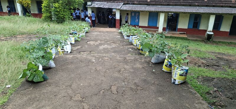 പ്രമാണം:38077 Vegitable Garden 2025 4.jpg