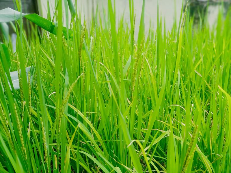 പ്രമാണം:44050 22 3 7.jpeg