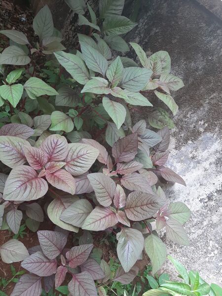 പ്രമാണം:16227- vegetable garder 5.jpeg