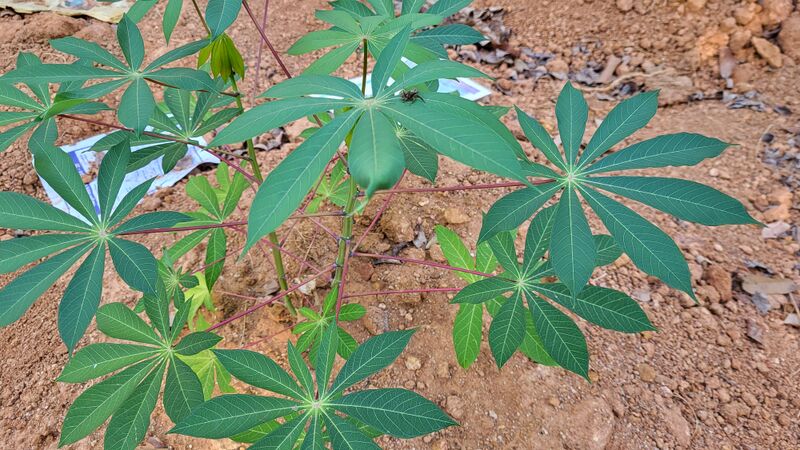 പ്രമാണം:29228 vaza1.jpg